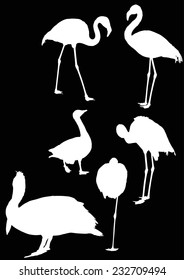 illustration with different bird silhouettes