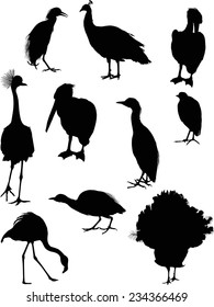 illustration with different bird silhouettes