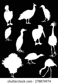 illustration with different bird silhouettes