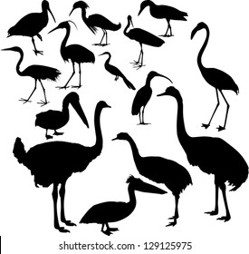 illustration with different bird silhouettes collection isolated on white background