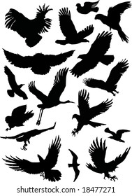 illustration with different bird silhouettes collection isolated on white background