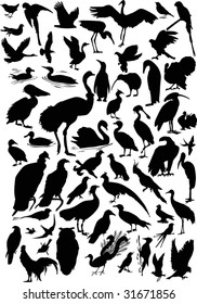 illustration with different bird silhouettes collection isolated on white background