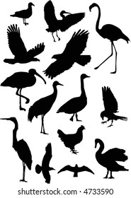 illustration with different bird silhouettes collection isolated on white background