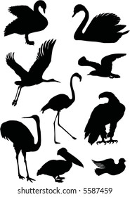 illustration with different bird silhouettes collection isolated on white background