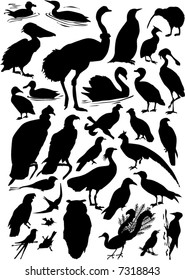 illustration with different bird silhouettes collection isolated on white background