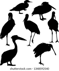 illustration with different bird silhouettes isolated on white background