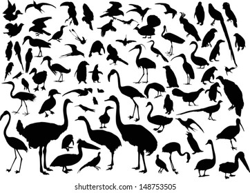 illustration with different bird silhouettes isolated on white background