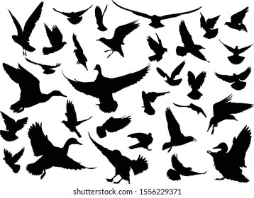illustration with different bird silhouettes isolated on white background