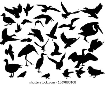 illustration with different bird silhouettes isolated on white background