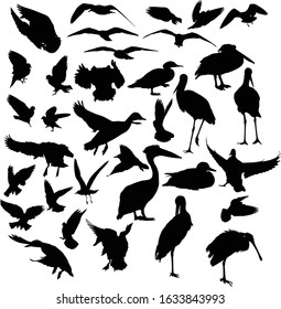 Illustration mit verschiedenen Vogelsilhouetten einzeln auf weißem Hintergrund