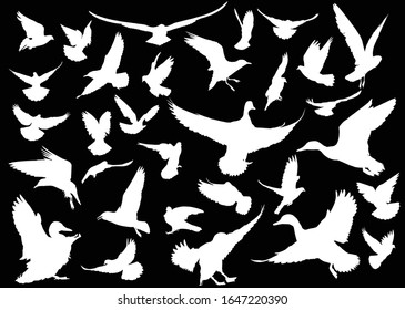 illustration with different bird silhouettes isolated on black background