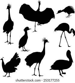 illustration with different bird silhouettes isolated on white background