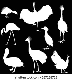 ilustración con diferentes siluetas de aves aisladas en fondo negro