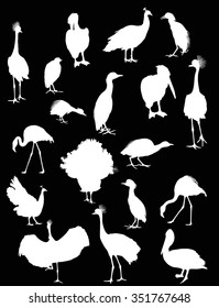ilustración con diferentes siluetas de aves aisladas en fondo negro