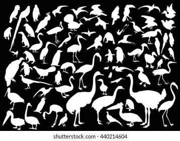 illustration with different bird silhouettes isolated on black background