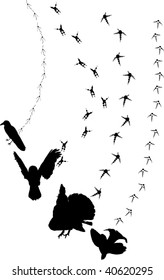 illustration with different birds tracks background