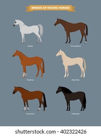 Illustration of different breeds of horses. Horse breeds poster. Farm animals.
Horse Vector illustration. Arabian horse, Thoroughbred horse, Akhal-Teke horse, Trakehner, Hanoverian, Andalusian horse.