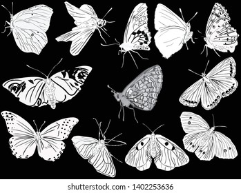 illustration with different butterflies isolated on black background