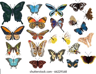 illustration with different butterflies isolated on white background