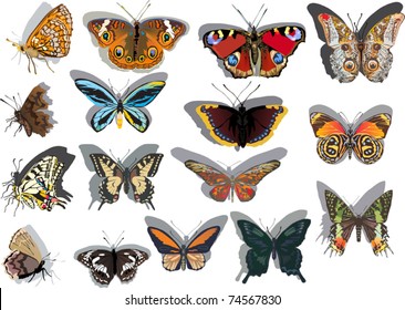 illustration with different butterflies isolated on white background