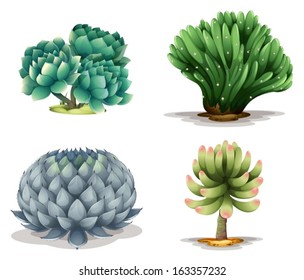 Illustration of the different cacti on a white background