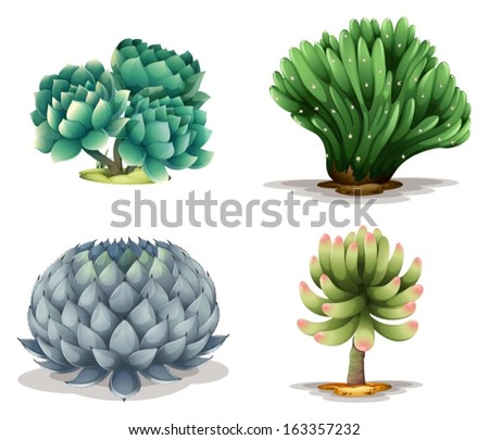 succulent Succulent plants