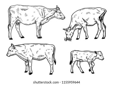 illustration of different cows. Cow, bull and calf, cow graze in a meadow.   hand drawn sketch style 