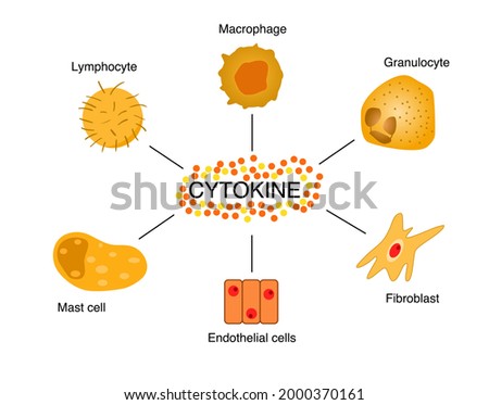 Illustration of different cytokine cells type.