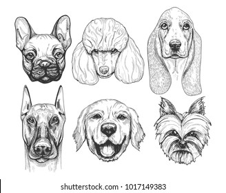 illustration of a different dog breeds portraits. Pug or french bulldog (frenchie), poodle, basset hound, doberman, labrador retriever, yorkshire terrier. Hand drawn, detailed vintage pen drawing styl