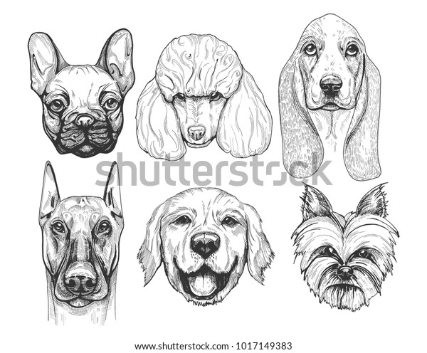 Illustration Different Dog Breeds Portraits Pug Stock Vector