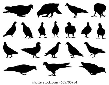 Illustration of different doves isolated on white