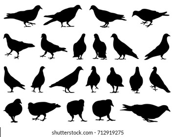Illustration of different doves isolated on white