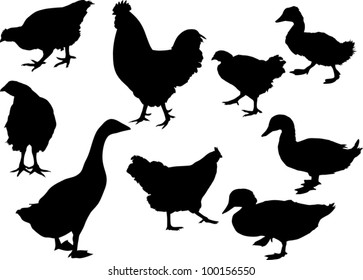 illustration with different farm bird silhouettes