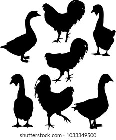 illustration with different farm bird silhouettes isolated on white background