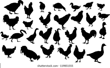 illustration with different farm bird silhouettes