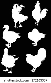 illustration with different farm bird silhouettes