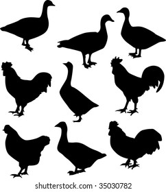 illustration with different farm bird silhouettes