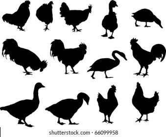 illustration with different farm bird silhouettes