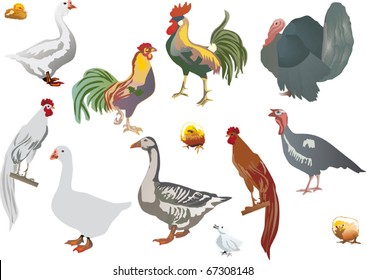 illustration with different farm birds