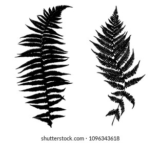 Illustration of different ferns isolated on white