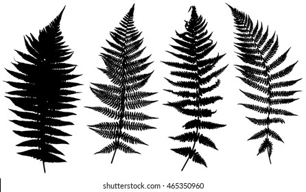 Illustration of different ferns isolated on white