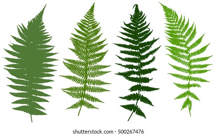 Illustration of different ferns isolated on white