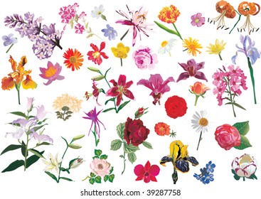 illustration with different flower collection isolated on white background