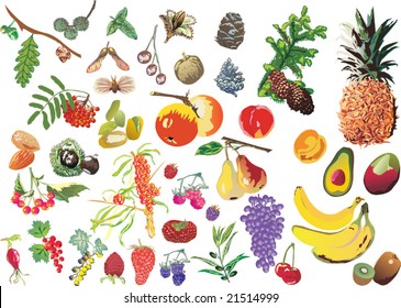 illustration with different fruits isolated on white background