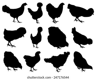 Illustration of different hens isolated on white