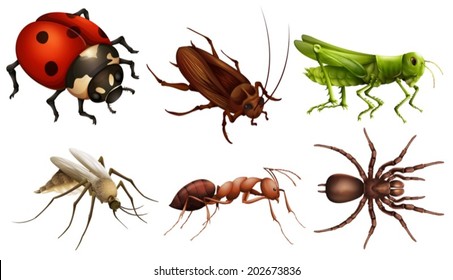 Illustration of the different insects on a white background