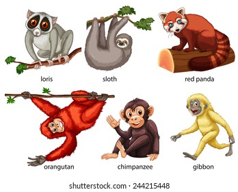 Illustration of different kind of animals