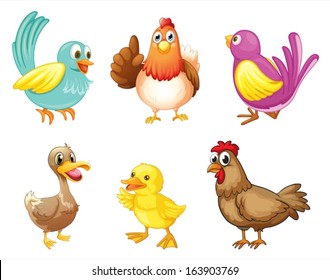 Illustration of the different kind of birds on a white background