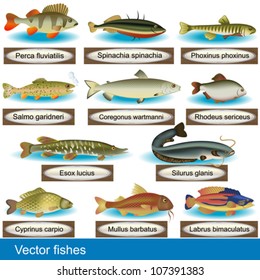 Illustration of different kind of fishes, along with their Latin names.