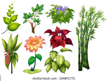 Illustration of different kind of plant and flower